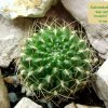 Sulcorebutia _candiae _ssp.kamiensis 'muschii'_ WR607_ 01